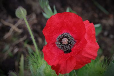 Close-up of red poppy blooming outdoors