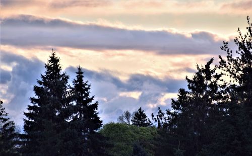 Low angle view of pine trees against sky during sunset