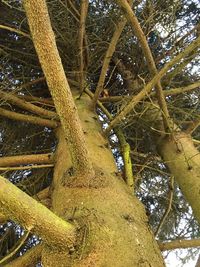 Low angle view of tree