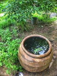 Plants in water