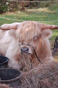 Close-up portrait of a highland cow