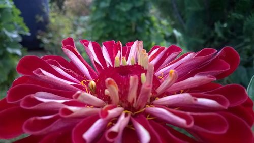 Close-up of pink flowers