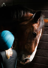 Close-up of dog in stable