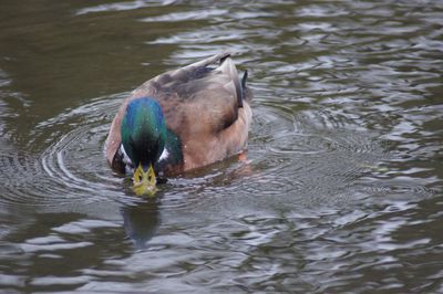High angle view of mallard duck swimming in lake