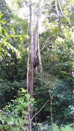 Trees in forest