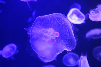 Aurelia aurita jellyfish close-up in aquarium, close up