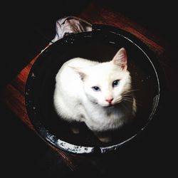 Portrait of cat against black background