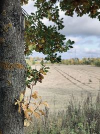 Plants growing on field against sky