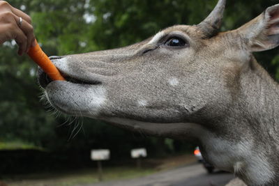Close-up of deer