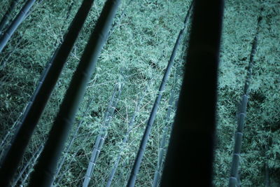 High angle view of bamboo on field