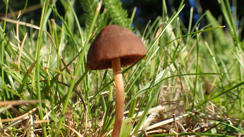 Close-up of mushroom growing on field