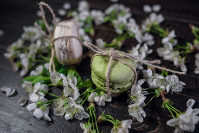 Close-up of snail on table