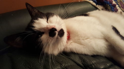 Close-up portrait of cat relaxing at home