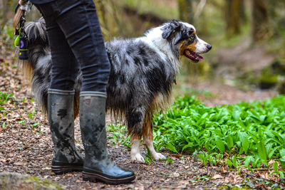 Low section of person with dog