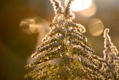 Close-up of solidago canadensis