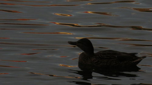 High angle view of duck swimming in lake