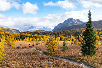 Hiking through larches during autumn in healey pass banff