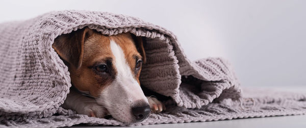 Close-up of dog resting on bed