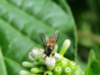 Close-up of insect on leaf