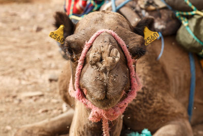 Camel head with flies