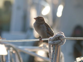 Close-up of bird perching outdoors