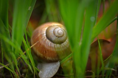 Close-up of snail on land