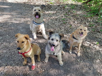 High angle view of dogs