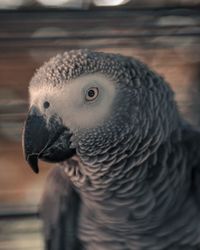 Close-up of a bird