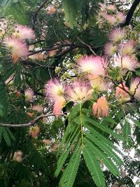 Close-up of flower tree