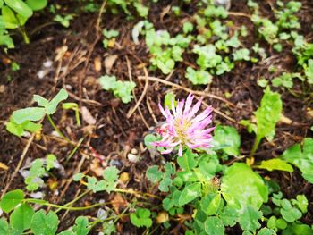 High angle view of purple flowering plant on field