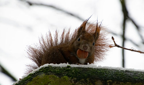 I like nuts in the snow