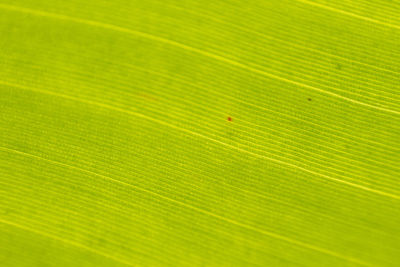 Full frame shot of green leaf