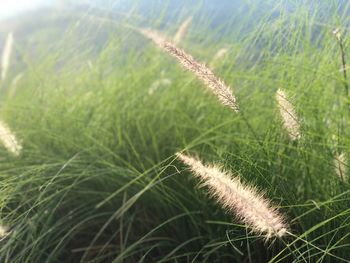 Close-up of stalks in field