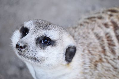 Close-up portrait of a rabbit