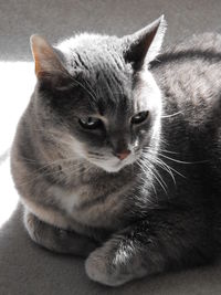 Close-up portrait of cat looking away