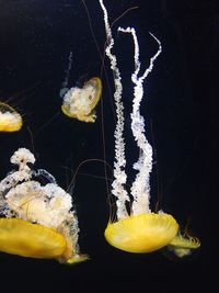 Close-up of yellow underwater