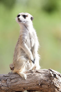Meerkat sitting on tree trunk