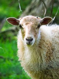 Close-up portrait of an animal on field
