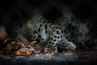 Close-up of tiger lying down