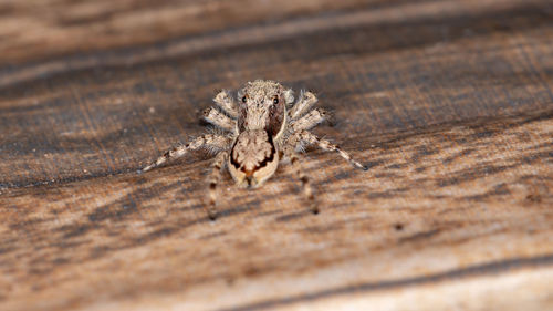 Close-up of spider on wood