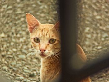 Portrait of ginger cat