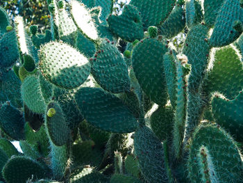 High angle view of succulent plant