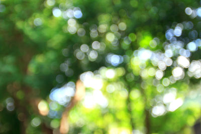 Defocused image of plants