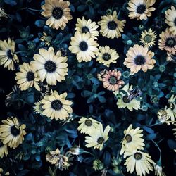 High angle view of daisy flowers