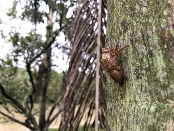 Dead tree in forest