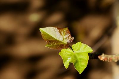 Close-up of green leaves