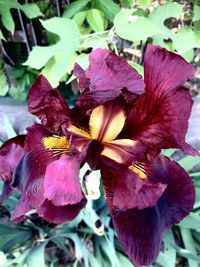 Close-up of hibiscus on plant