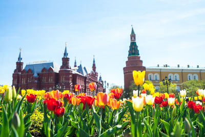 Tulips in front of historic building against sky