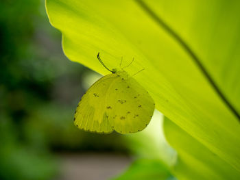 Close-up of butterfly on leaf