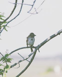 Close-up of bird perching on tree against clear sky